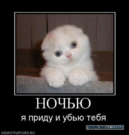 Котенок.jpg