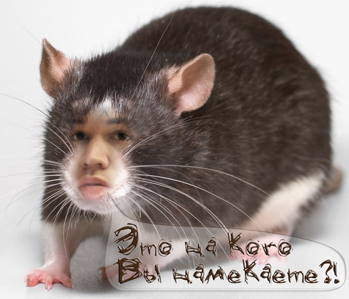 carlsen.rat.jpg