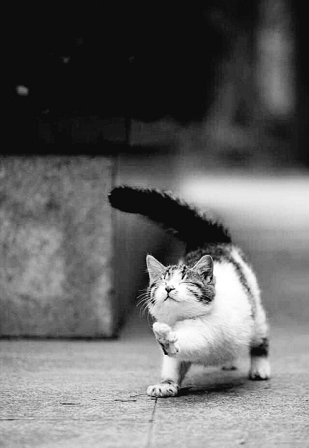 cat.jpg