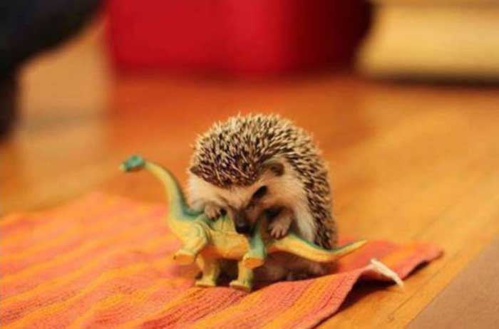ezhik+dino.jpg