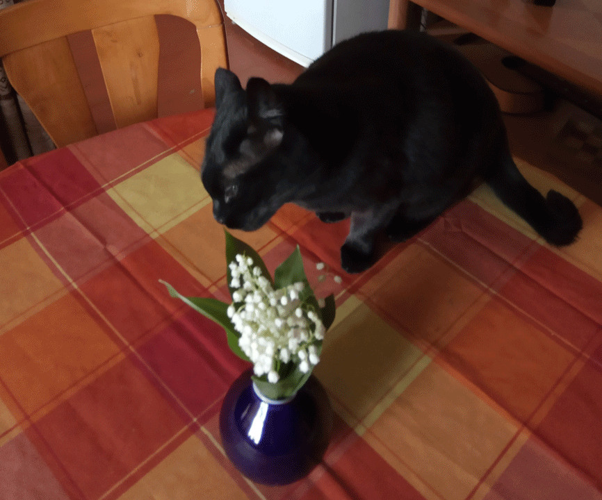 ландыши-2.gif