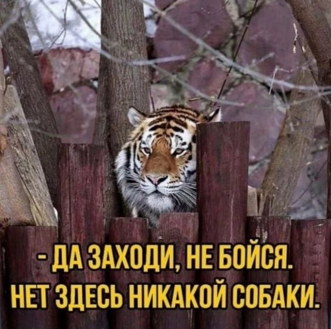 тигр.jpg