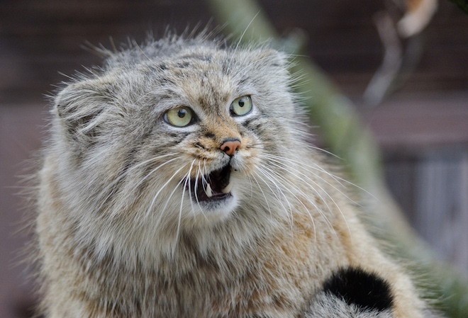 manul.jpeg