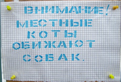 mestnyekoty.jpg