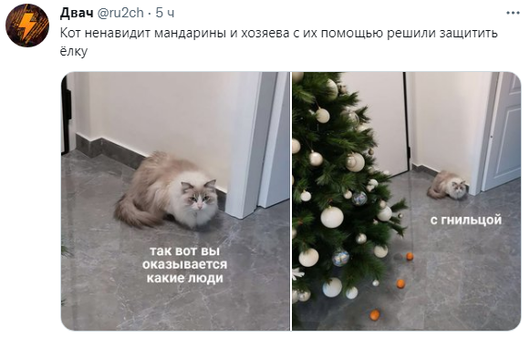 кот мандарины.png