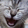 котяра.gif