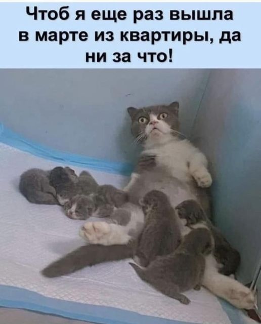 cat.jpg