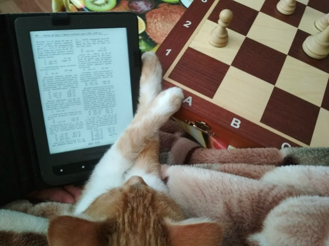 Кошка.jpg