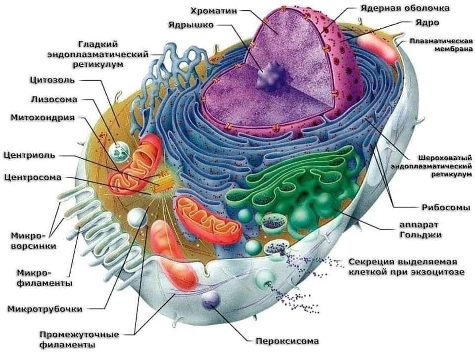 Клетка.jpg