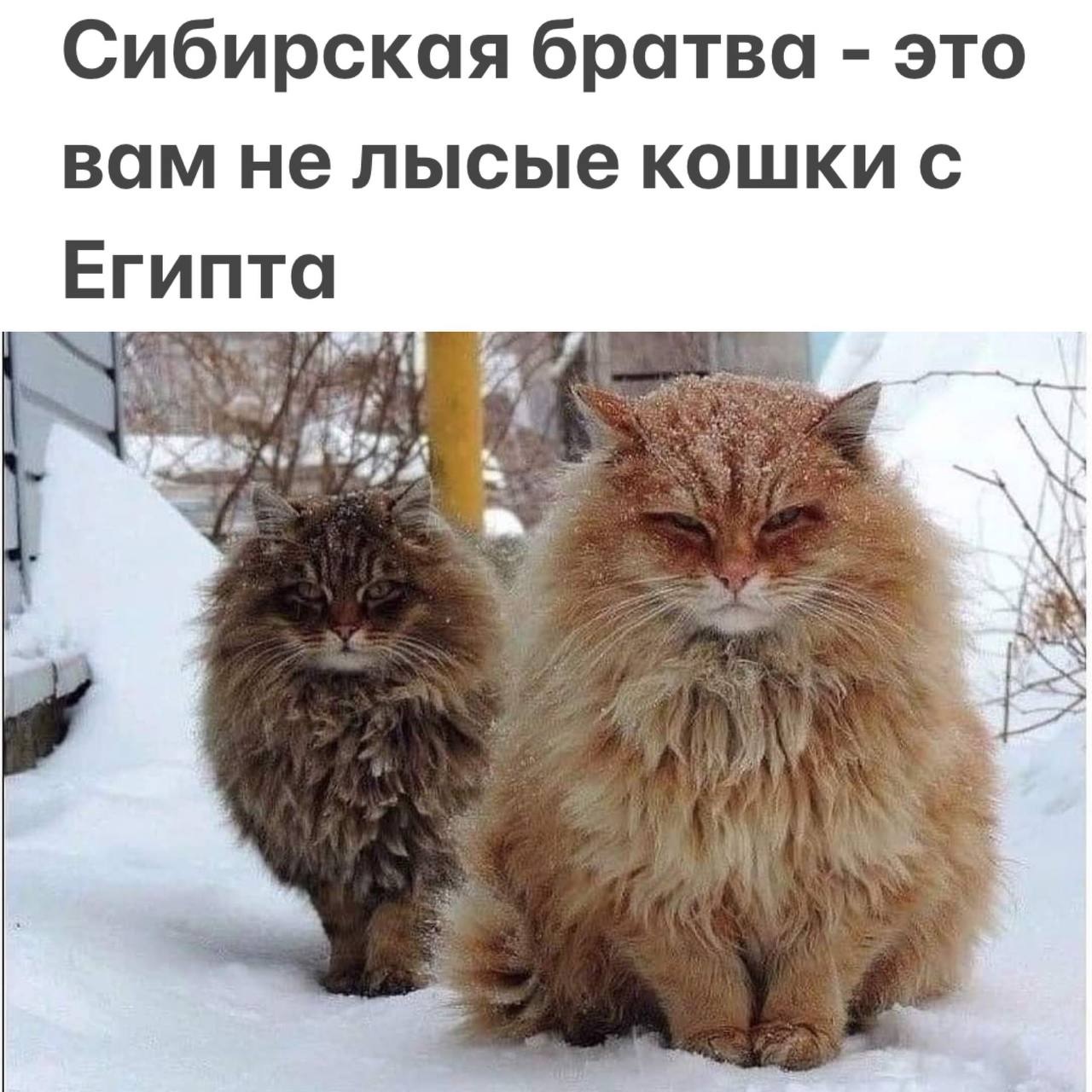 Безымянный.jpg