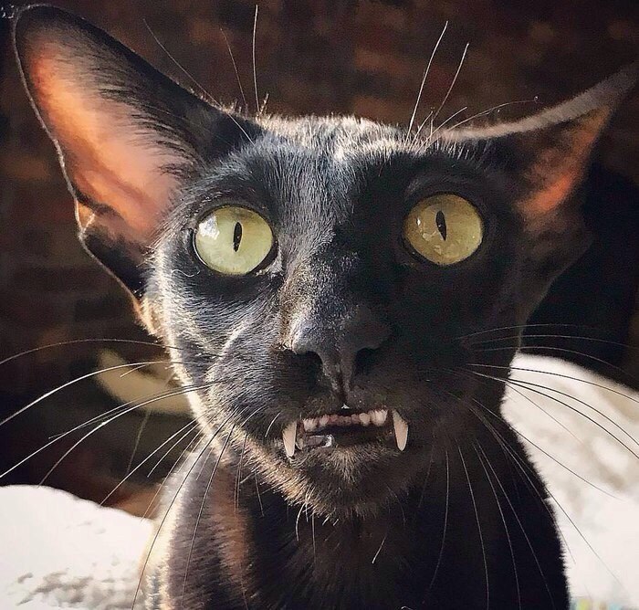кошк.jpg