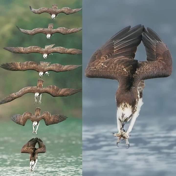 Орел.jpg