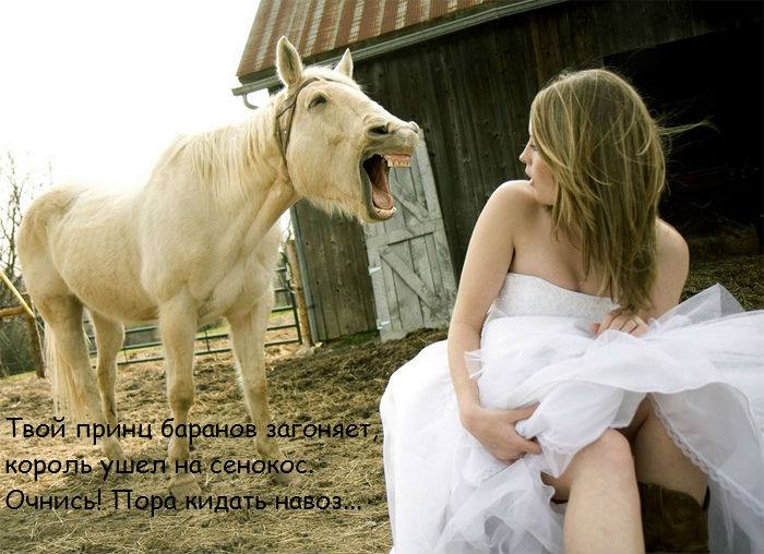 Лошадь навоз.jpg