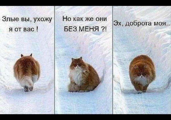 cat.jpg