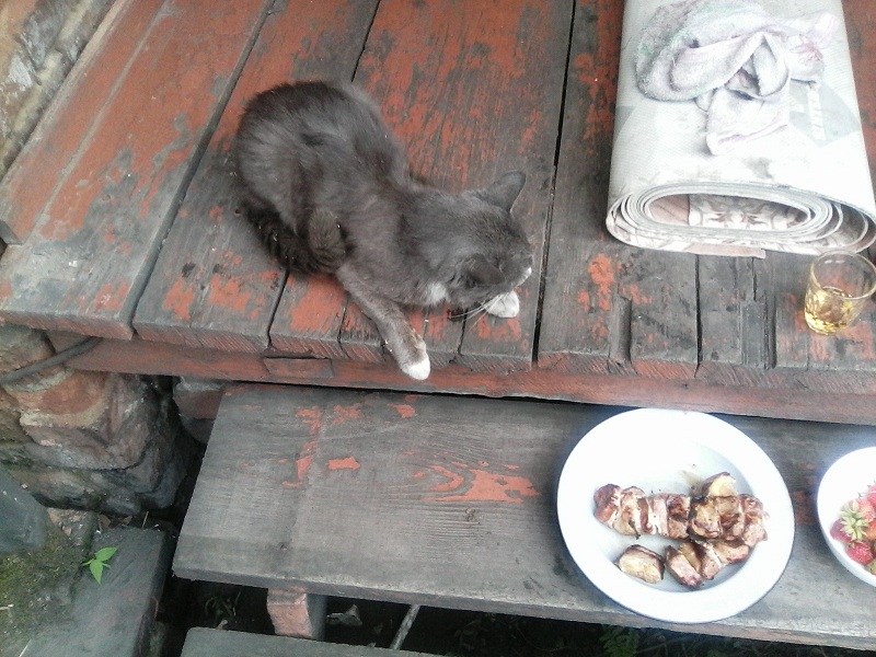 007 Котяра готов к атаке.jpg