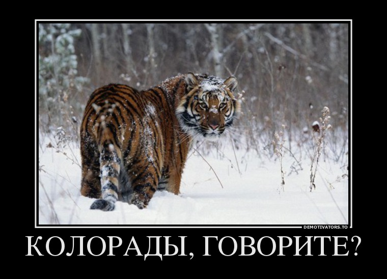 73854517_koloradyi-govorite.jpg